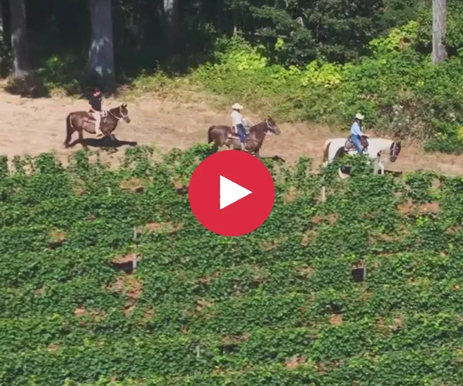 https://wintershillwine.com/story/equestrian-wine-tours-offers-horseback-wine-tours/