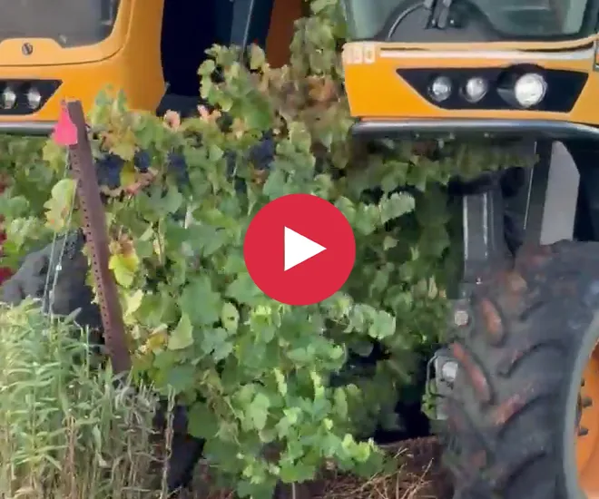 https://wintershillwine.com/story/this-is-our-33rd-harvest-trying-a-mechanical-harvester/
