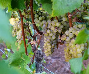 WH-Story-Grid-Cluster-Harvest-2026 The hero image for Harvest 2026 is Wrapping Up, Winter's Hill blog story