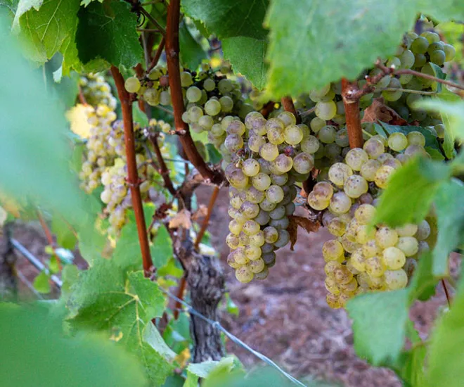 WH-Story-Hero-Cluster-Harvest-2026t https://wintershillwine.com/story/harvest-2026-is-wrapping-up/